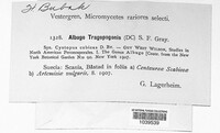 Albugo tragopogonis image